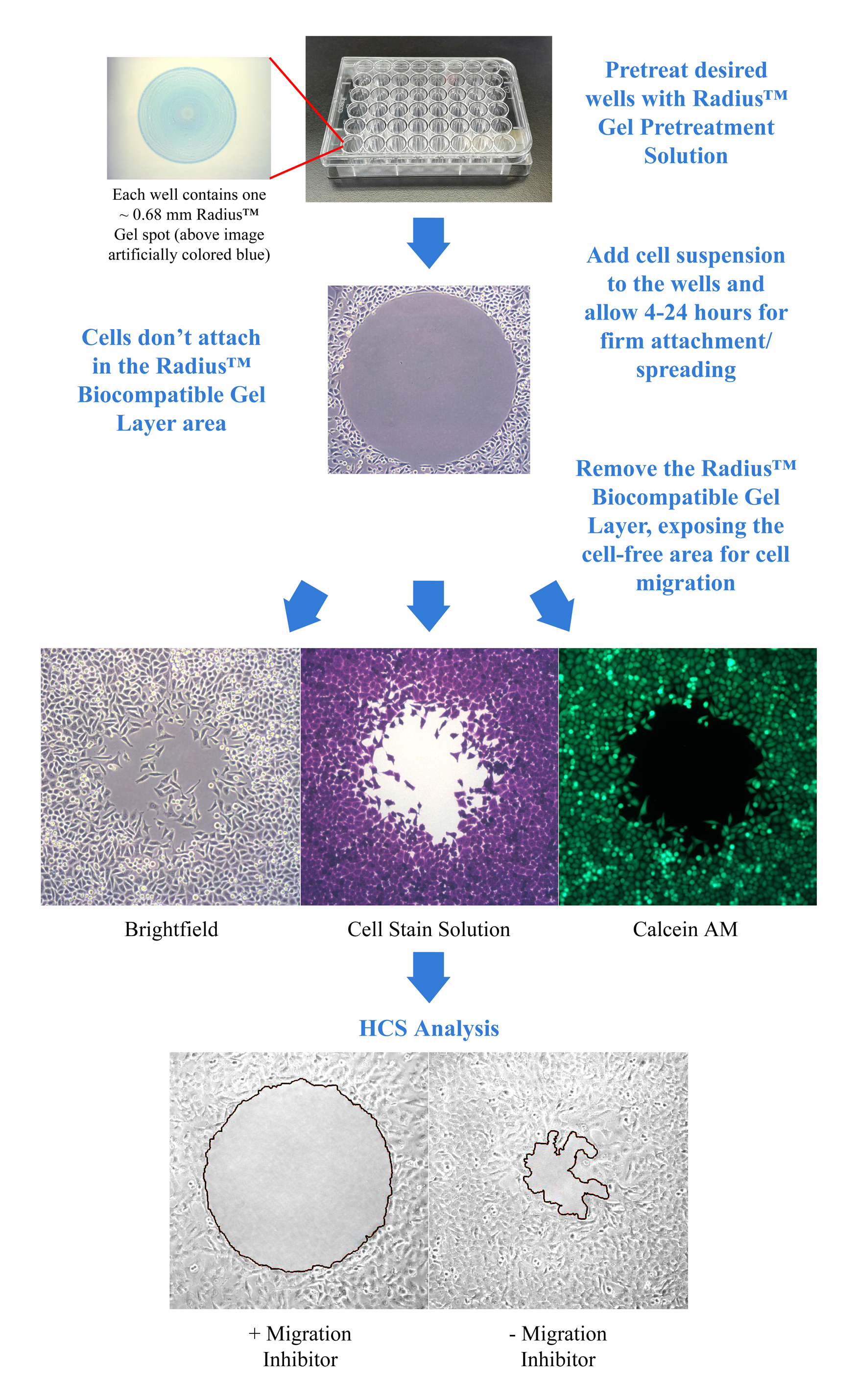 Radius™ 48Well Cell Migration Assay Cell Biolabs, Inc.